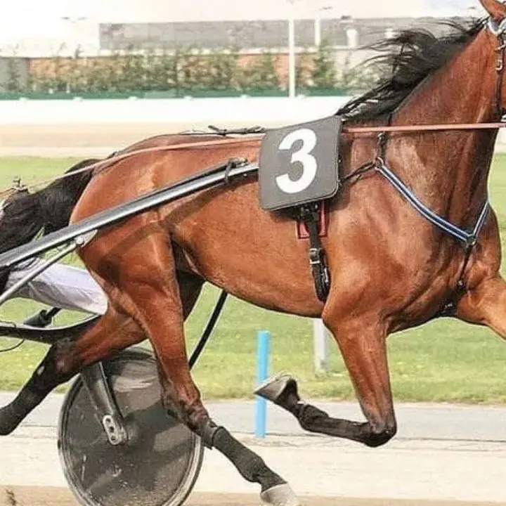 Addio Varenne, morto il “Gigante Buono” del trotto\n