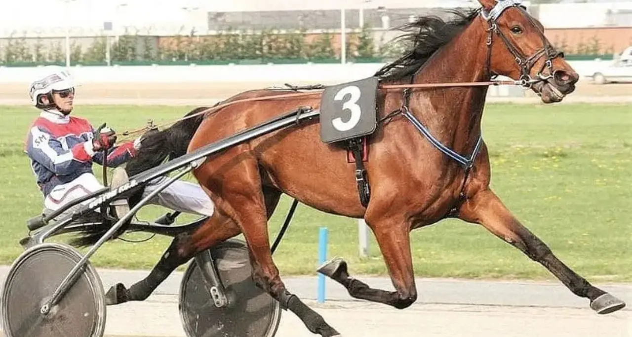 Addio Varenne, morto il “Gigante Buono” del trotto\n