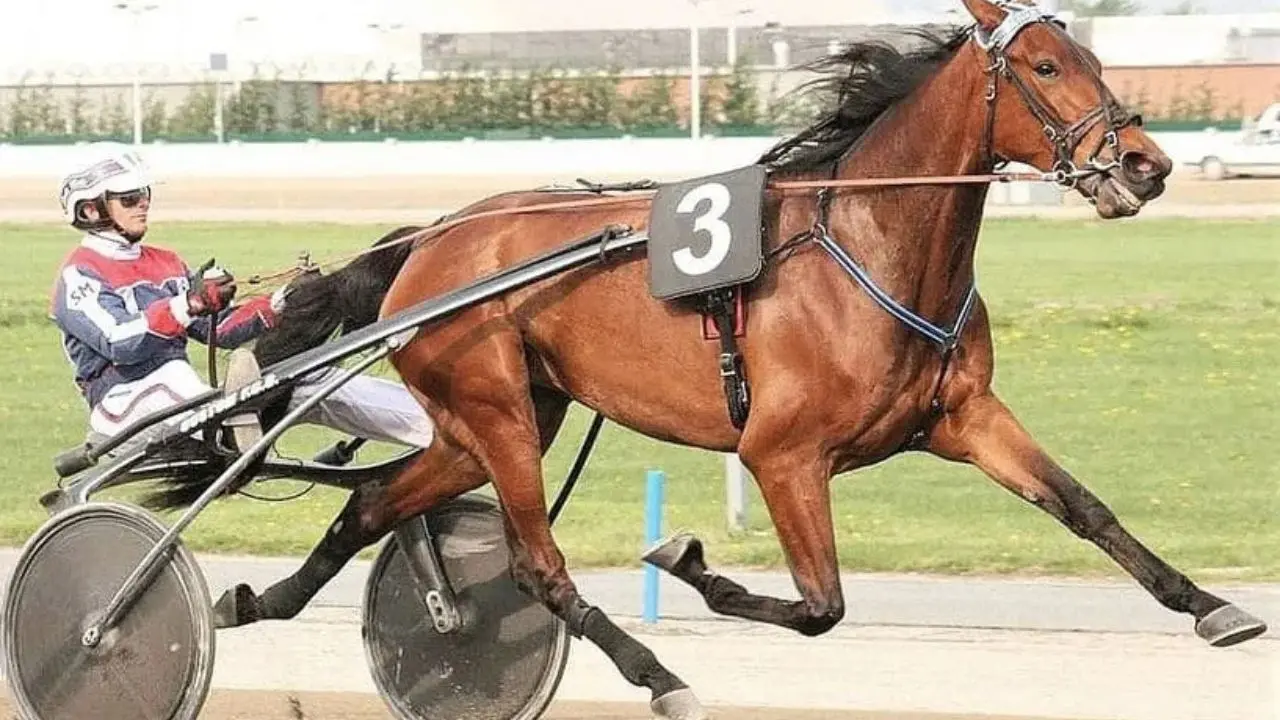 Addio Varenne, morto il “Gigante Buono” del trotto\n