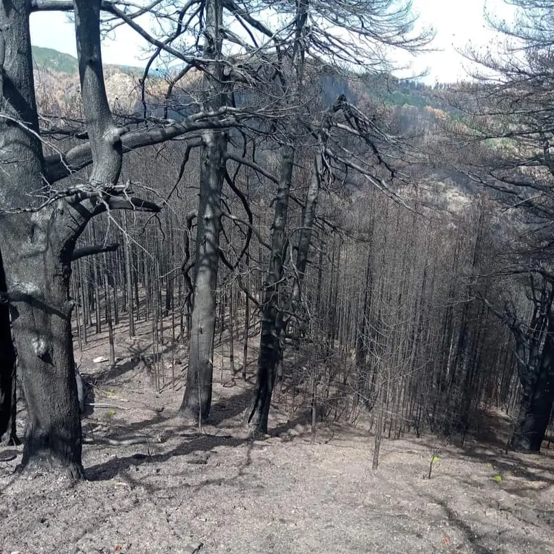 «Così il bosco rinasce»: in Calabria i tronchi bruciati diventano una barriera naturale contro erosione e dissesto\n