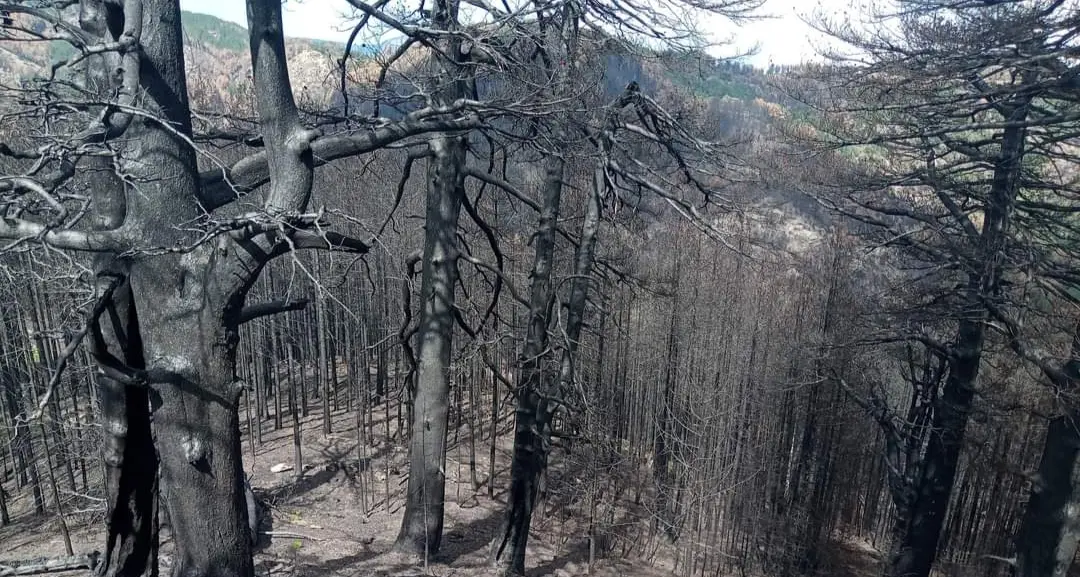 «Così il bosco rinasce»: in Calabria i tronchi bruciati diventano una barriera naturale contro erosione e dissesto\n