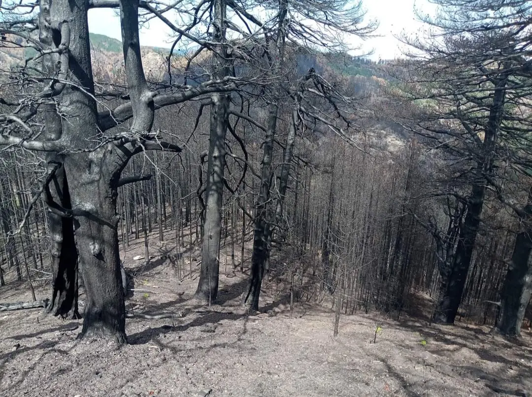 «Così il bosco rinasce»: in Calabria i tronchi bruciati diventano una barriera naturale contro erosione e dissesto\n