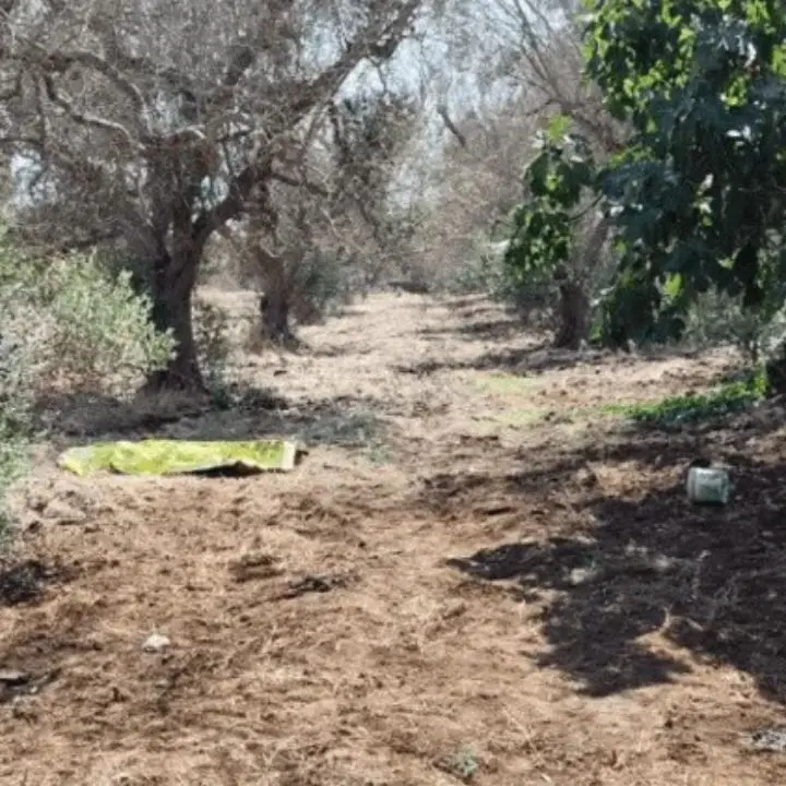 Azzannato in campagna da due rottweiler, muore 72enne: dramma a Lecce