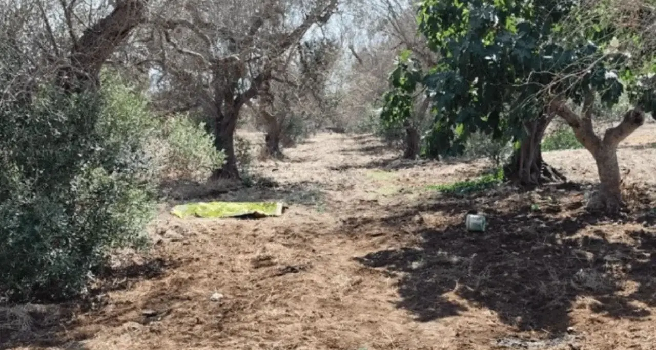 Azzannato in campagna da due rottweiler, muore 72enne: dramma a Lecce