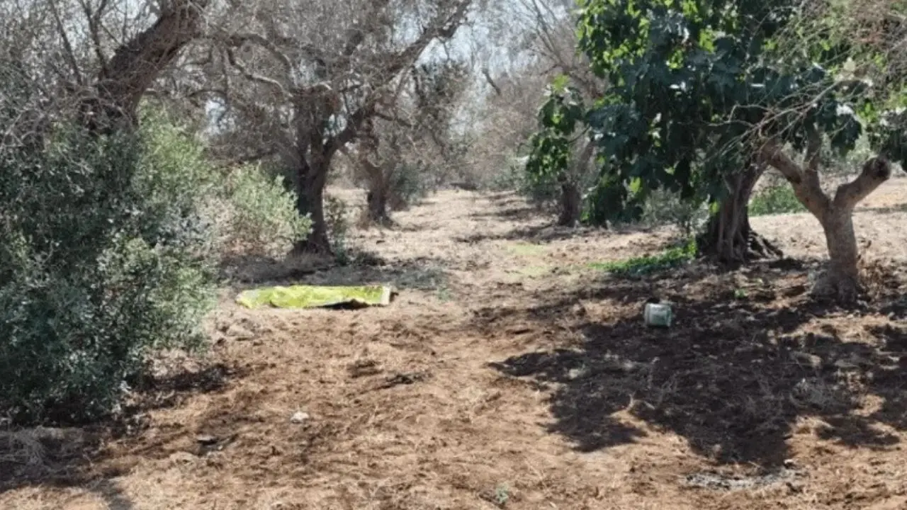 Azzannato in campagna da due rottweiler, muore 72enne: dramma a Lecce
