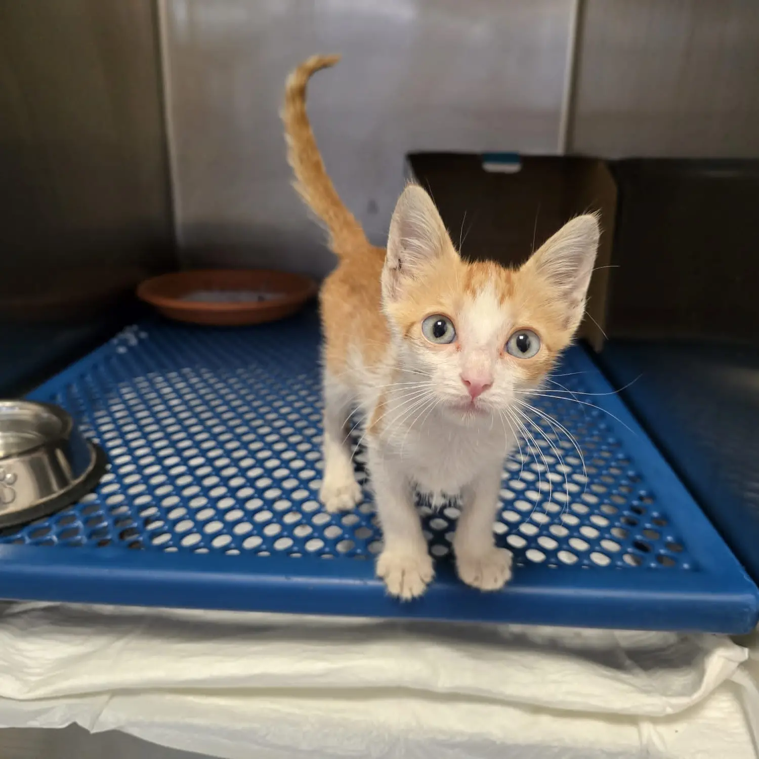 Lamezia, tenta di schiacciare un gattino di due mesi con gli scarponi: salvato in extremis da una veterinaria\n