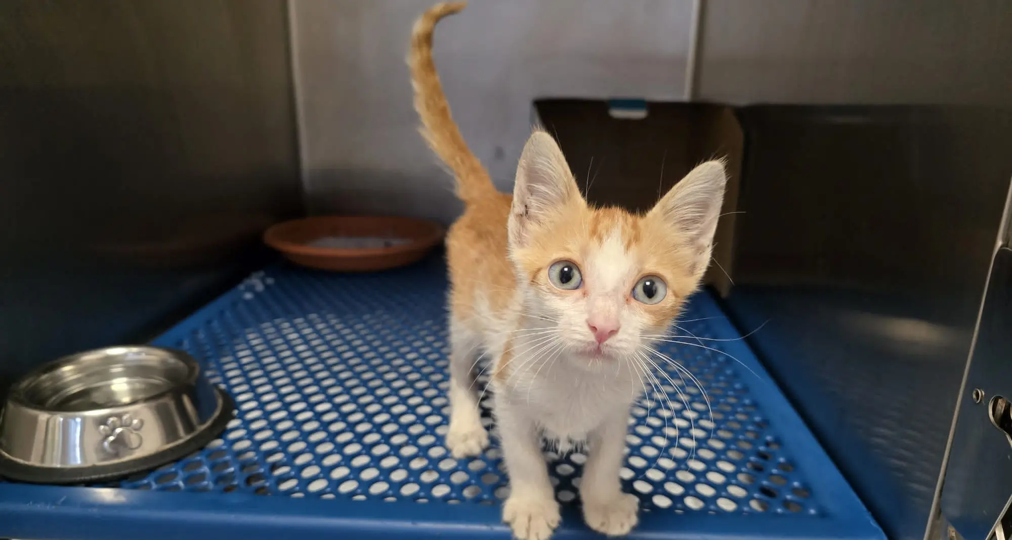 Lamezia, tenta di schiacciare un gattino di due mesi con gli scarponi: salvato in extremis da una veterinaria\n