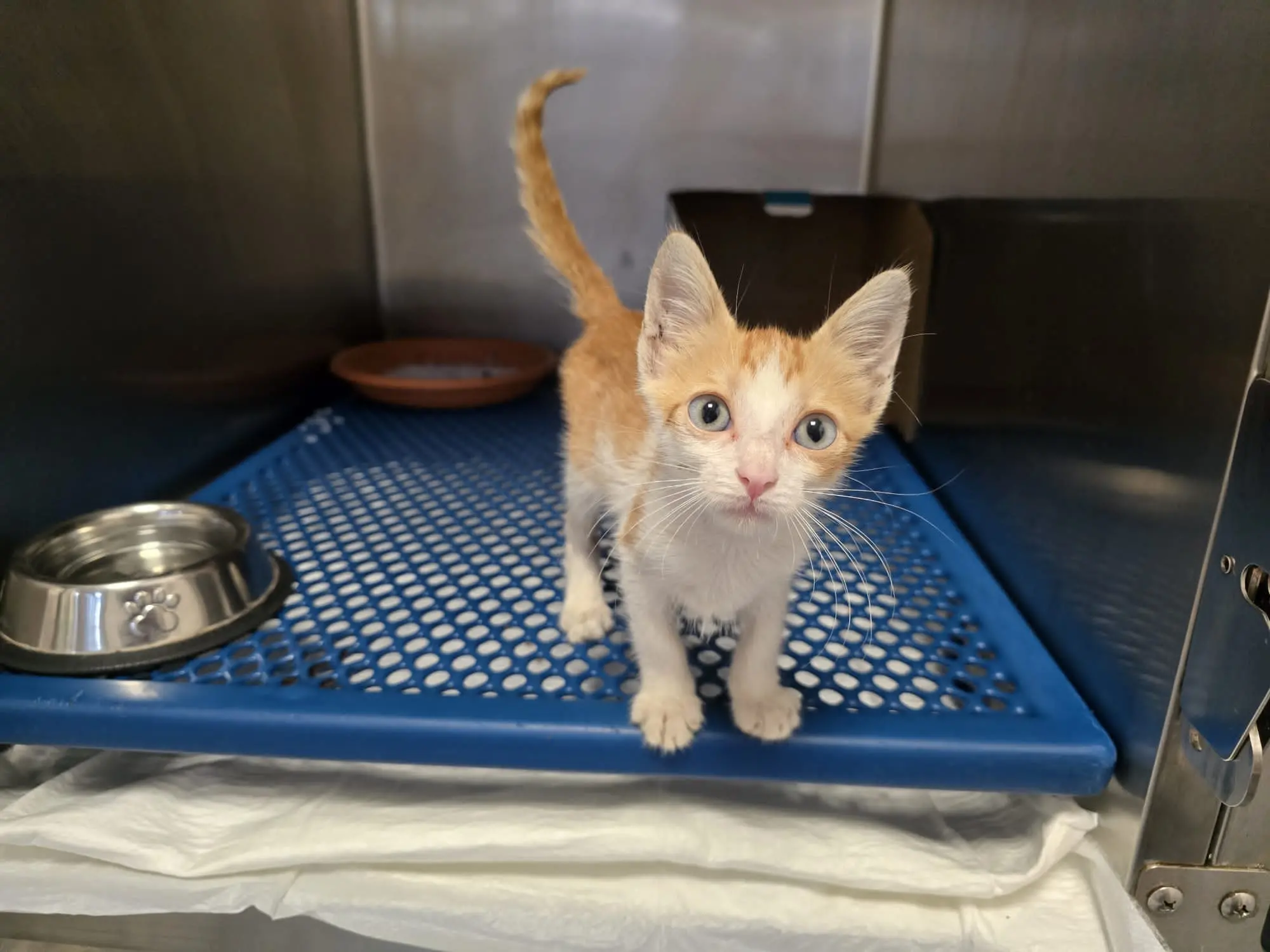 Lamezia, tenta di schiacciare un gattino di due mesi con gli scarponi: salvato in extremis da una veterinaria\n