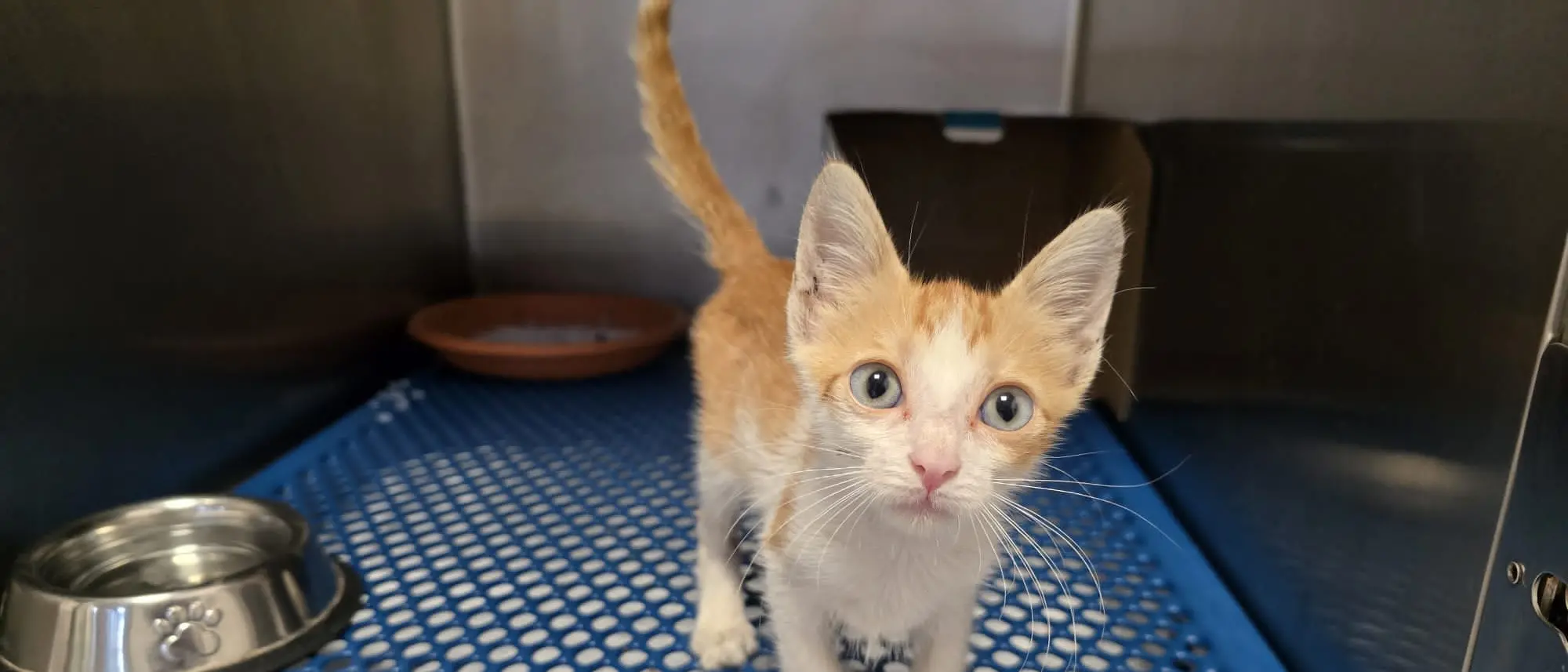 Lamezia, tenta di schiacciare un gattino di due mesi con gli scarponi: salvato in extremis da una veterinaria\n