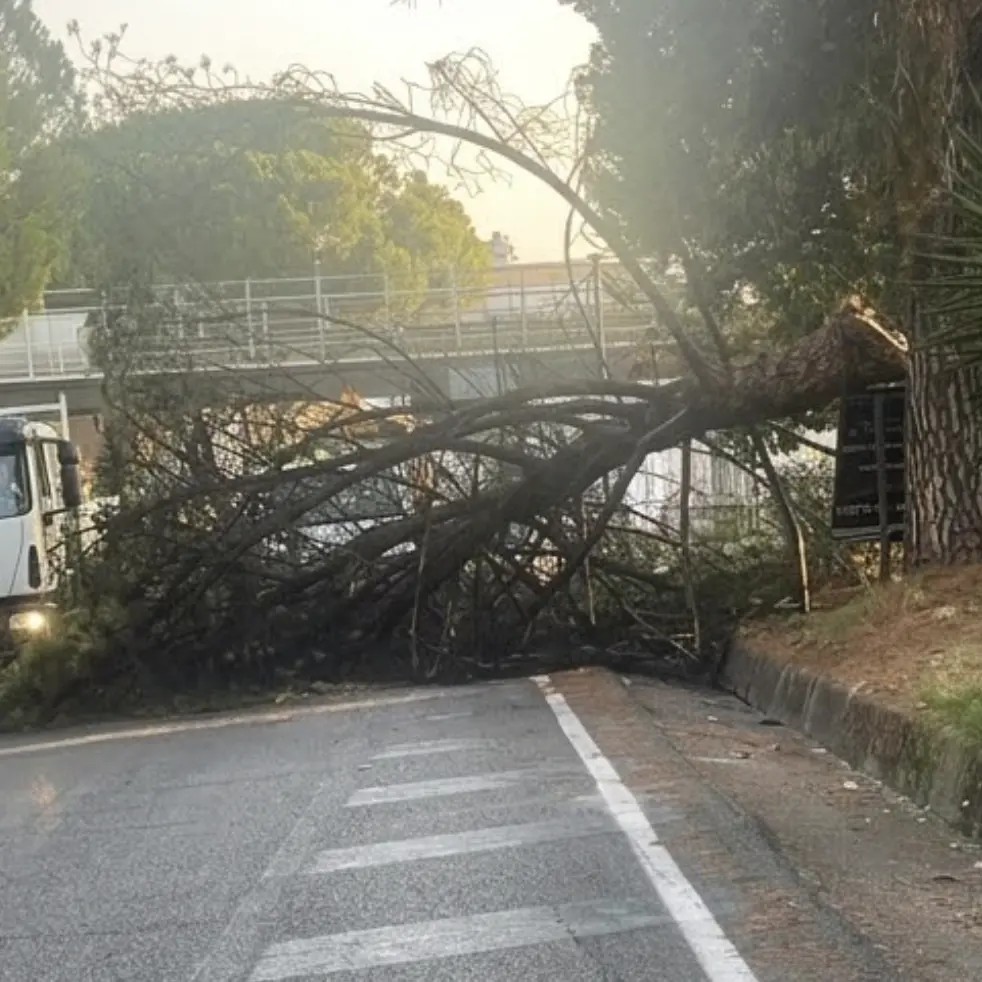 Albero si spezza e invade la carreggiata a Rende, Galassi chiede verifiche sulla manutenzione\n