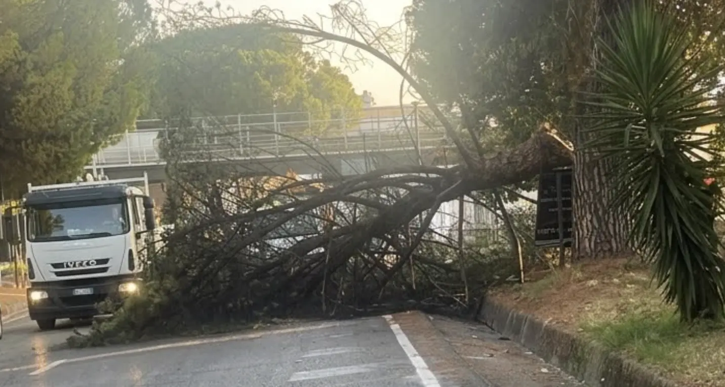 Albero si spezza e invade la carreggiata a Rende, Galassi chiede verifiche sulla manutenzione\n