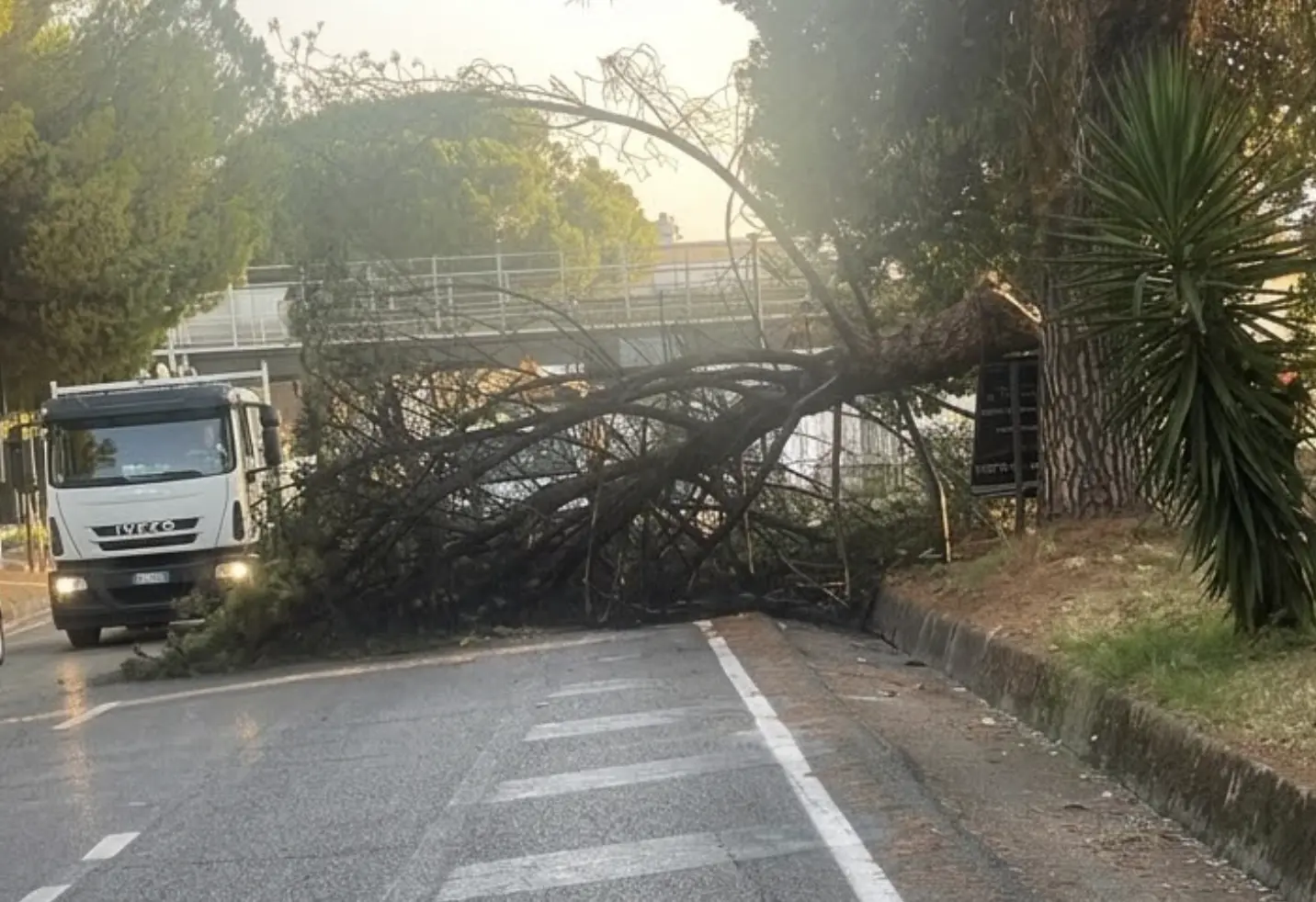 Albero si spezza e invade la carreggiata a Rende, Galassi chiede verifiche sulla manutenzione\n