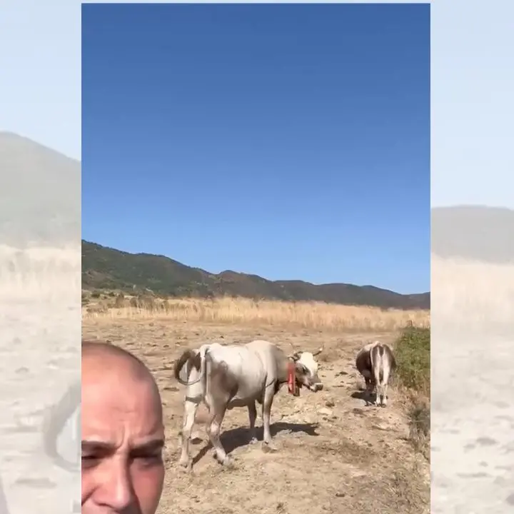 «Qui gli animali stanno morendo di sete, aiutateci»: il grido del sindaco di Umbriatico\n