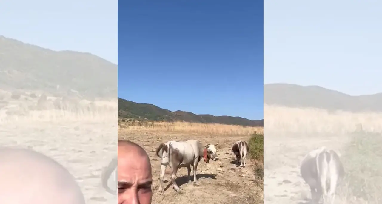 «Qui gli animali stanno morendo di sete, aiutateci»: il grido del sindaco di Umbriatico\n