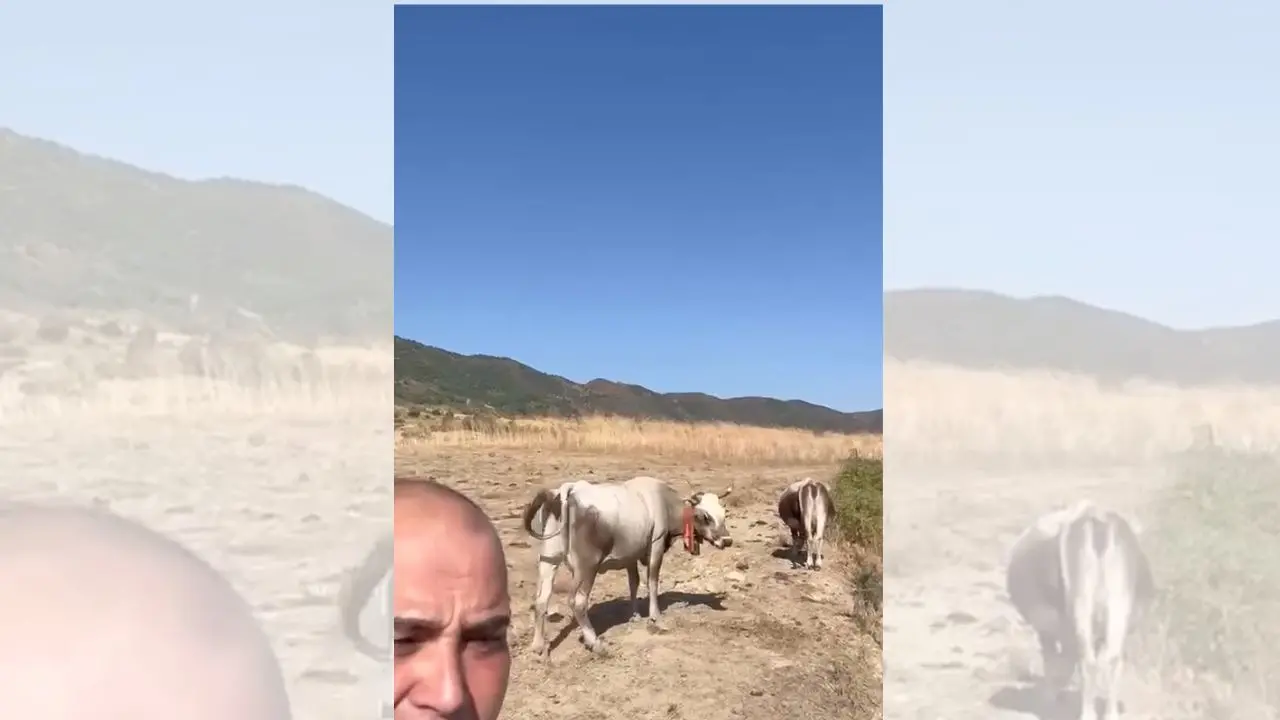 «Qui gli animali stanno morendo di sete, aiutateci»: il grido del sindaco di Umbriatico\n