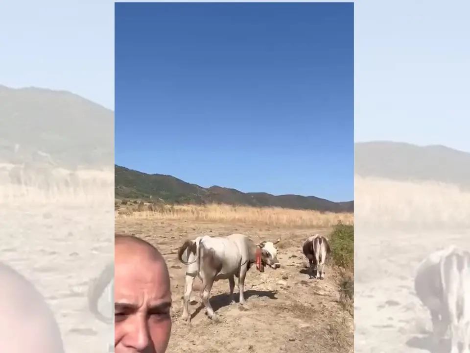 «Qui gli animali stanno morendo di sete, aiutateci»: il grido del sindaco di Umbriatico