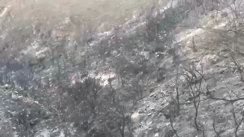 Vasto incendio distrugge un'area boschiva a Scala Coeli