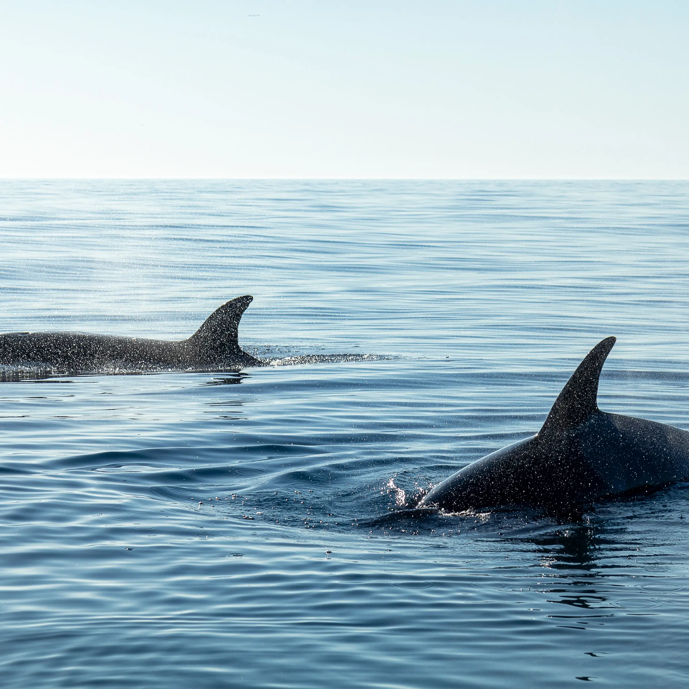 Missione cetacei, a Soverato\u00A0il Mar Ionio\u00A0diventa laboratorio naturale per la formazione dei biologi\n