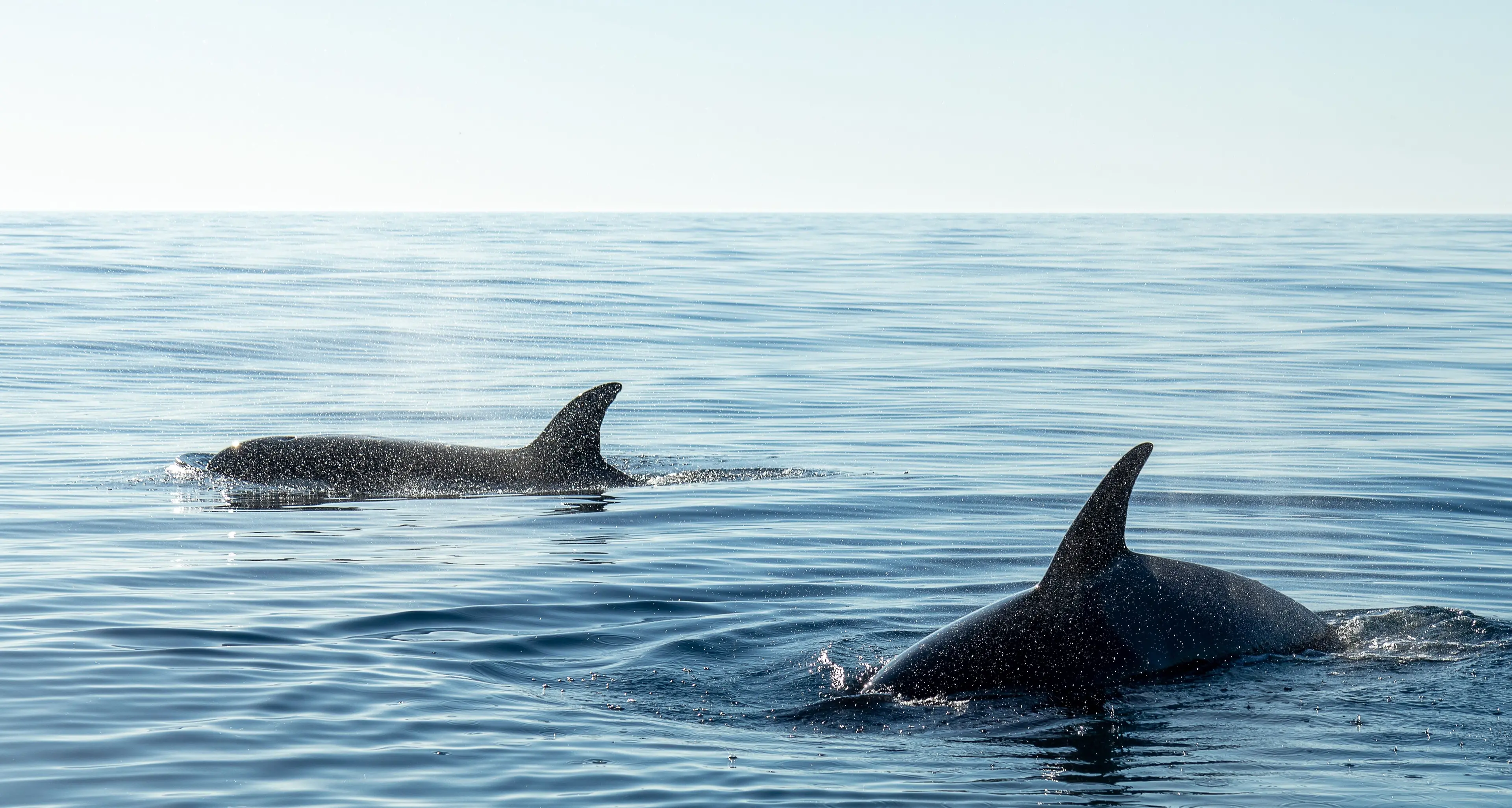 Missione cetacei, a Soverato\u00A0il Mar Ionio\u00A0diventa laboratorio naturale per la formazione dei biologi\n