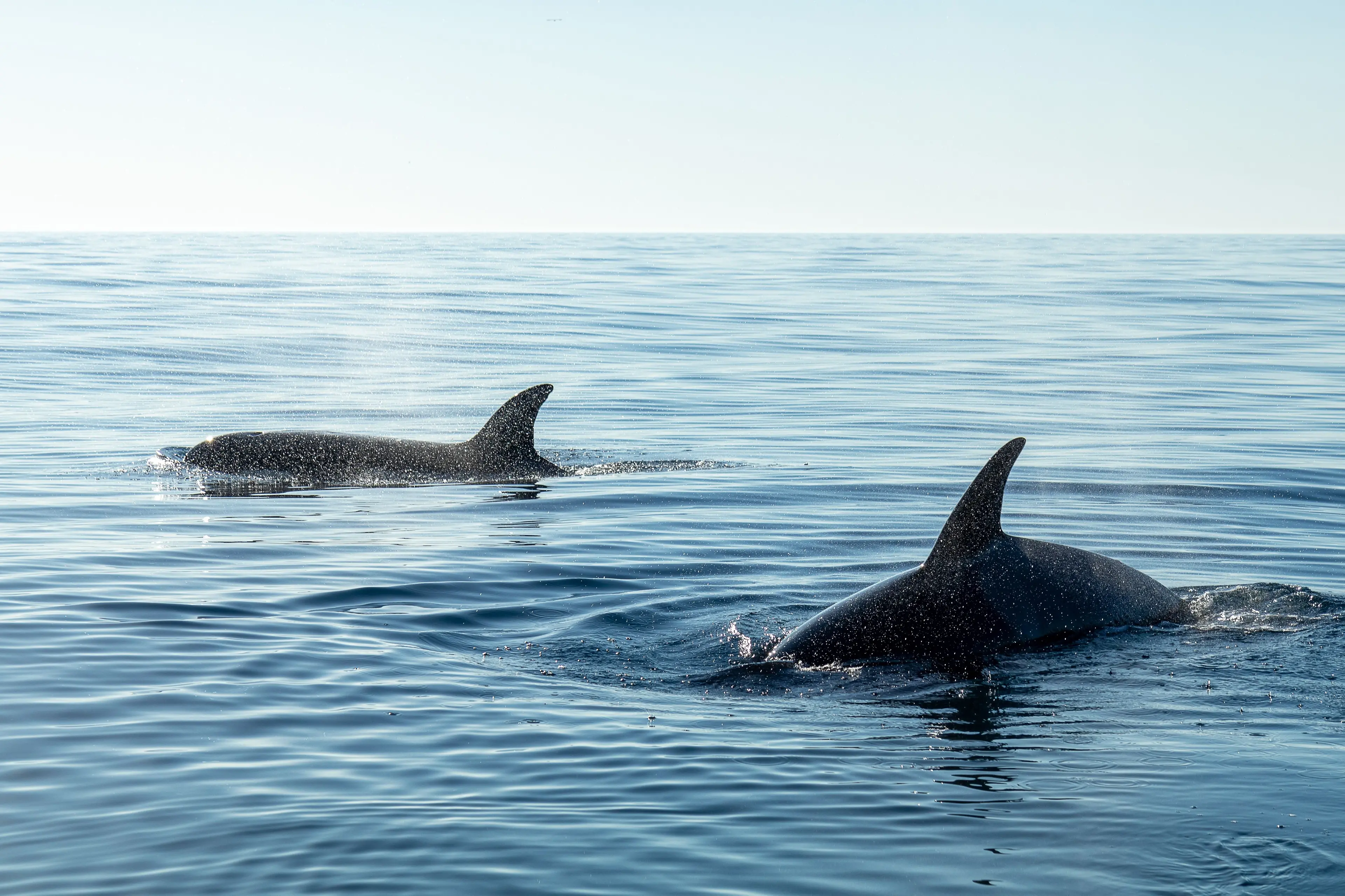 Missione cetacei, a Soverato\u00A0il Mar Ionio\u00A0diventa laboratorio naturale per la formazione dei biologi\n