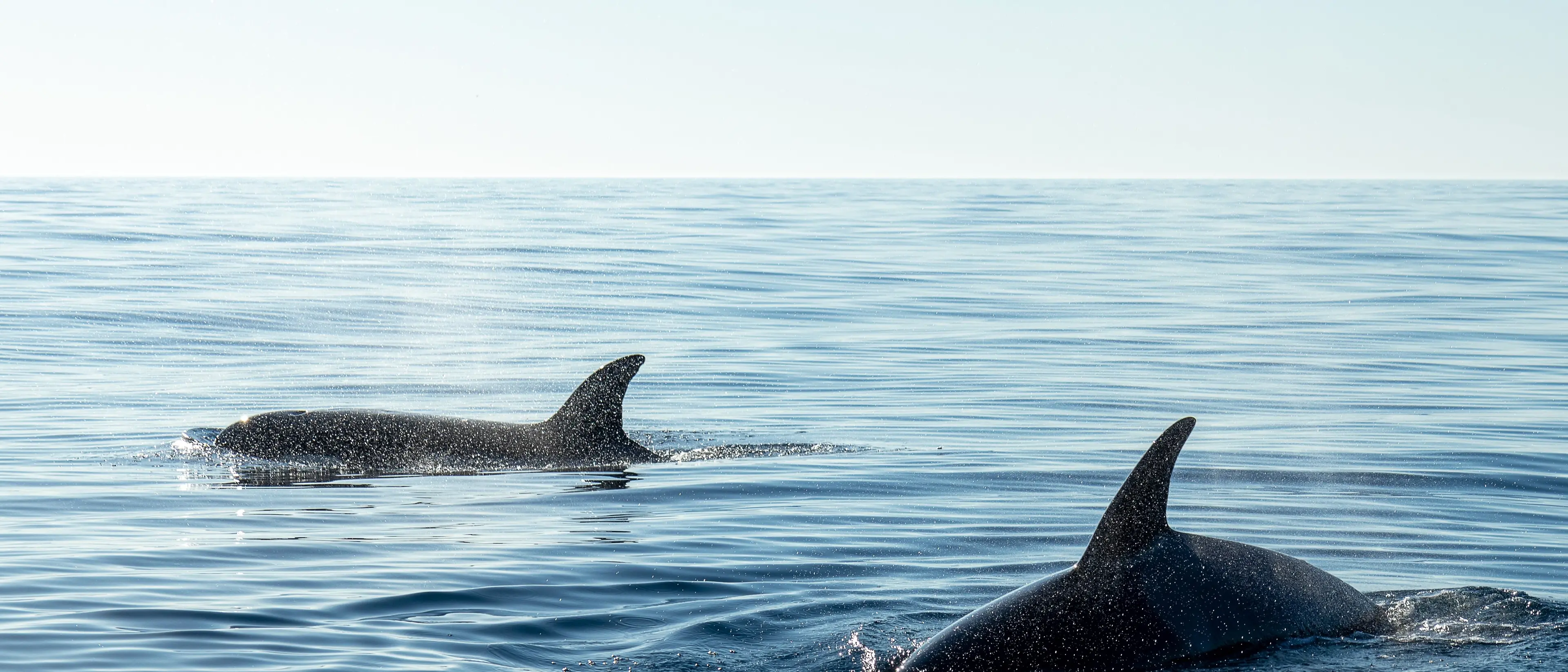 Missione cetacei, a Soverato\u00A0il Mar Ionio\u00A0diventa laboratorio naturale per la formazione dei biologi\n