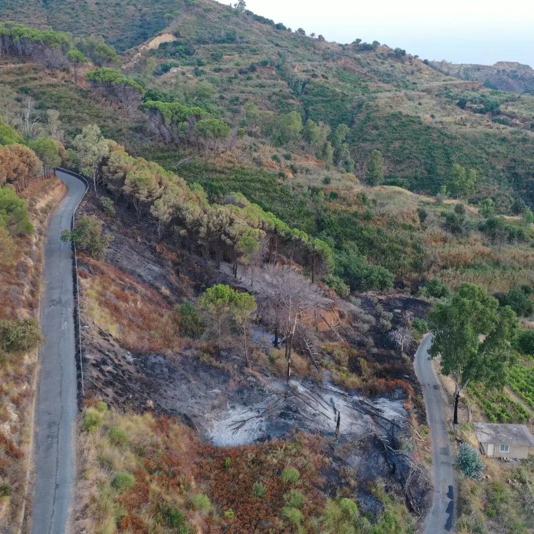 Incendi boschivi, l’Ordine degli Agronomi: «La prevenzione comincia dalla gestione attiva del territorio»\n