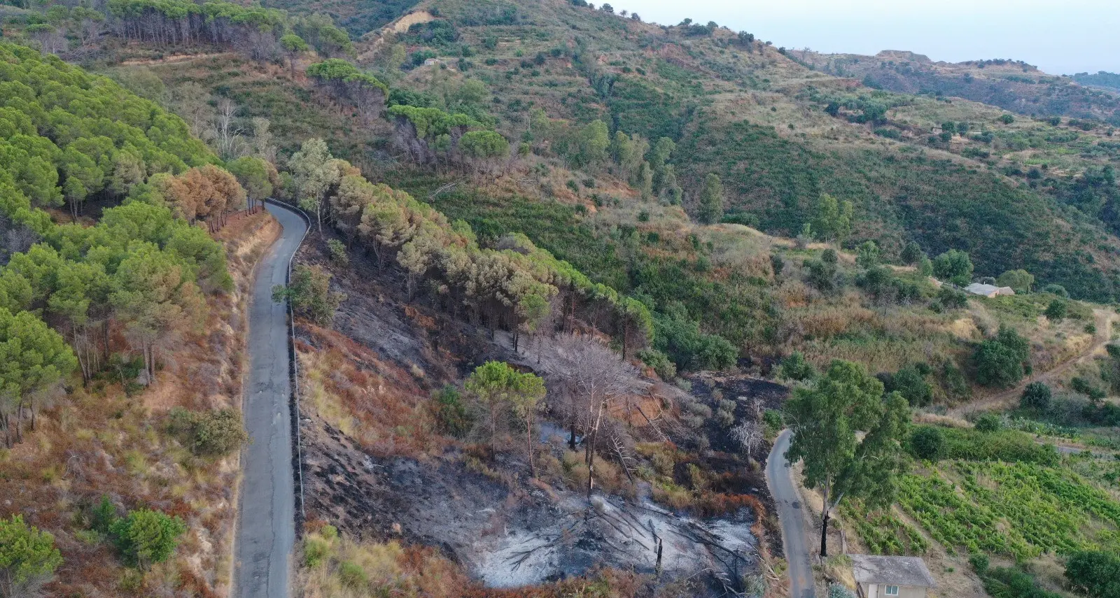 Incendi boschivi, l’Ordine degli Agronomi: «La prevenzione comincia dalla gestione attiva del territorio»\n