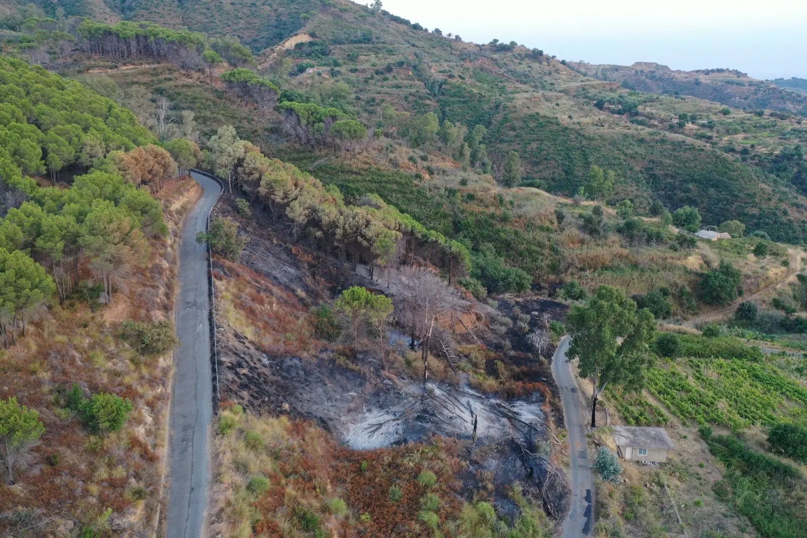 Incendi boschivi, l’Ordine degli Agronomi: «La prevenzione comincia dalla gestione attiva del territorio»\n