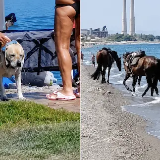 <p>Cavalli in mare tra i bagnanti, segnalazioni dal litorale di Rossano</p><p> </p>