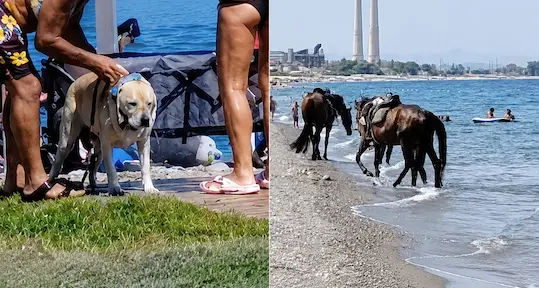 Cani sotto le docce e cavalli in mare tra i bagnanti: segnalazioni dal litorale di Rossano\n