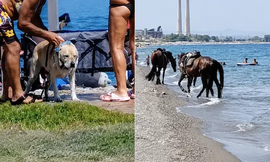 Cani sotto le docce e cavalli in mare tra i bagnanti: segnalazioni dal litorale di Rossano\n