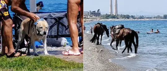 Cani sotto le docce e cavalli in mare tra i bagnanti: segnalazioni dal litorale di Rossano\n