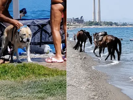 Cani sotto le docce e cavalli in mare tra i bagnanti: segnalazioni dal litorale di Rossano