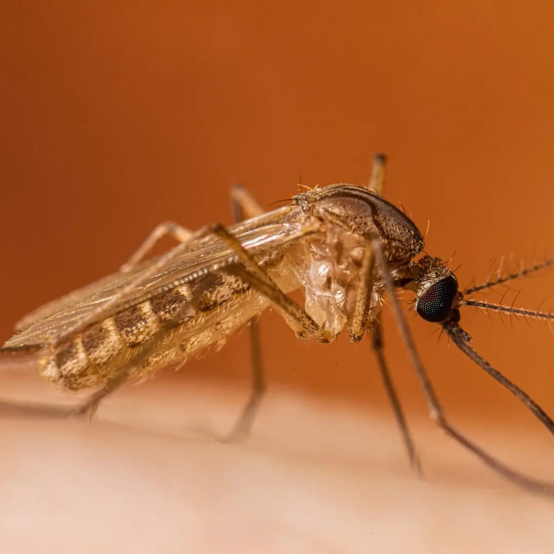 West Nile, il Comune rafforza le attività di prevenzione: programmati nuovi interventi di disinfestazione