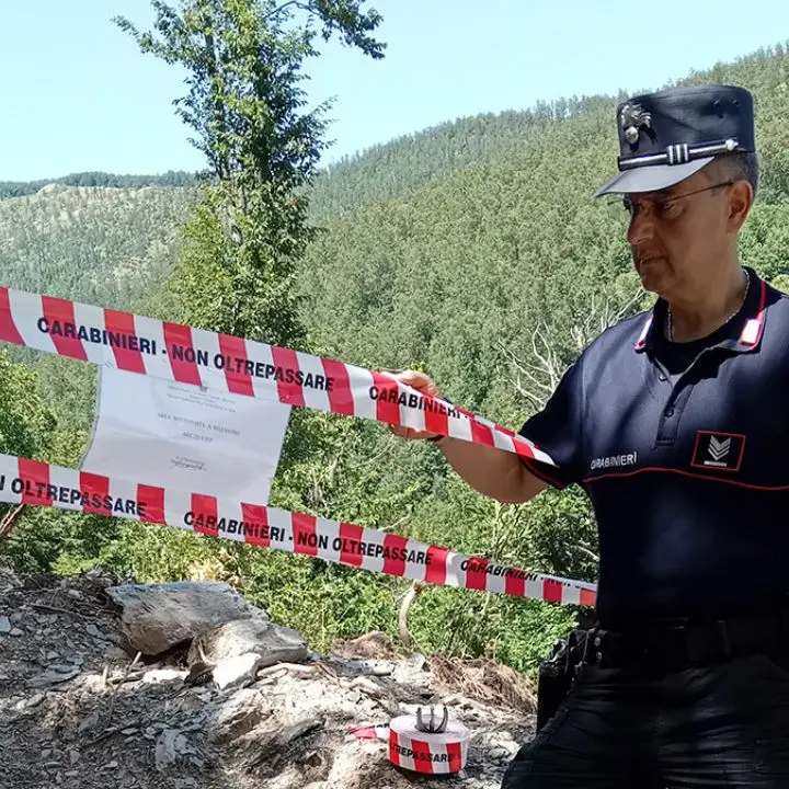 Acquaformosa, ditta boschiva denunciata per taglio abusivo di alberi\n