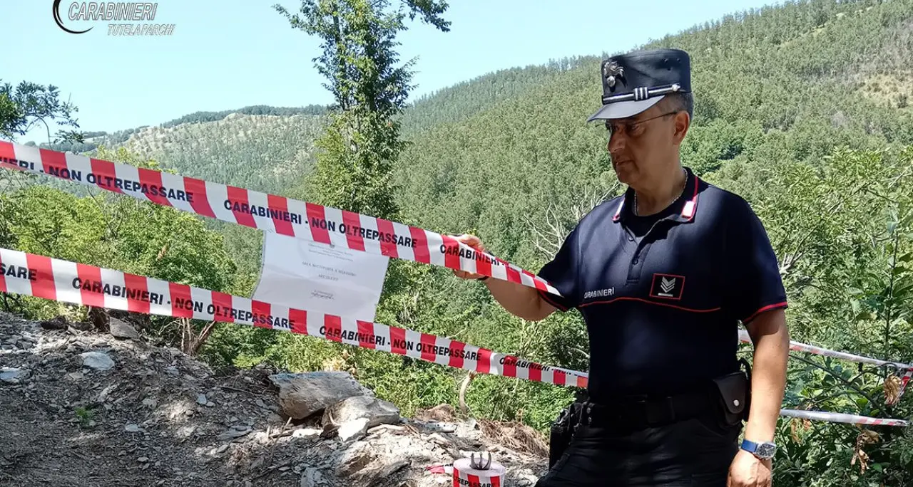 Acquaformosa, ditta boschiva denunciata per taglio abusivo di alberi\n