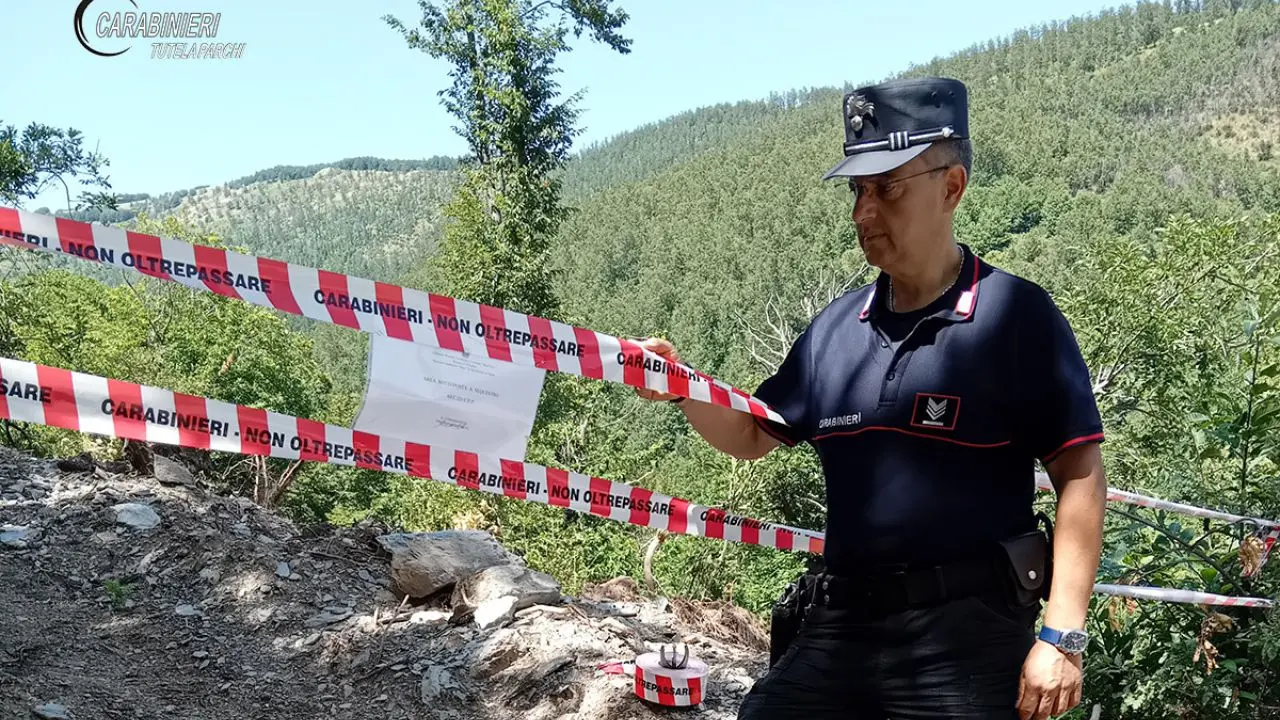 Acquaformosa, ditta boschiva denunciata per taglio abusivo di alberi\n