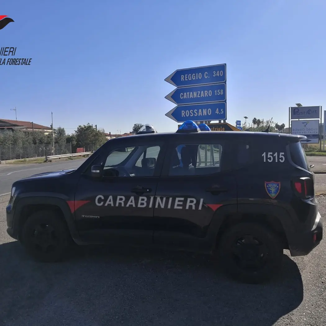 Fuochi d’artificio e incendio a Rossano, oltre 500 ulivi distrutti: quattro persone denunciate\n
