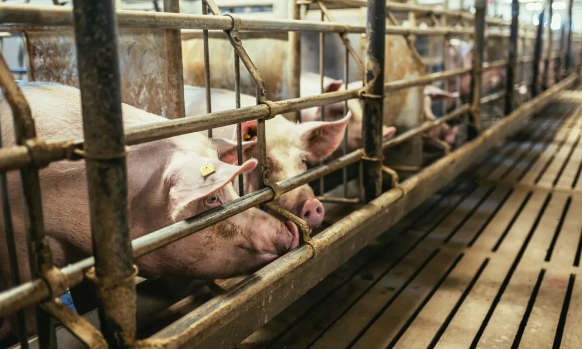 Peste suina, contributi del 70% agli allevamenti calabresi: domande entro il 10 ottobre\n