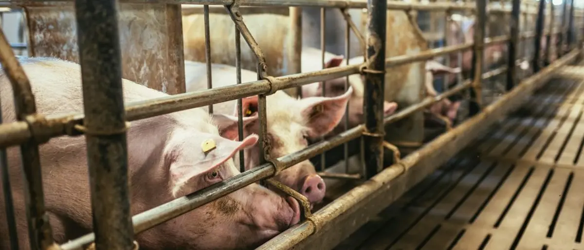 Peste suina, contributi del 70% agli allevamenti calabresi: domande entro il 10 ottobre\n