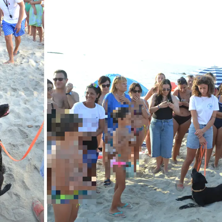 Ricadi, il fiuto di Rebi per scovare (e salvare) i nidi delle tartarughe: sulla spiaggia di Formicoli entrano in azione le unità cinofile Tartadog\n