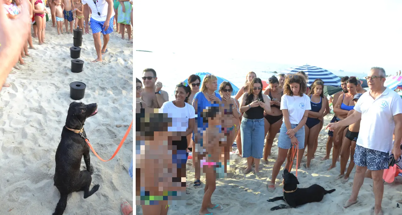 Ricadi, il fiuto di Rebi per scovare (e salvare) i nidi delle tartarughe: sulla spiaggia di Formicoli entrano in azione le unità cinofile Tartadog\n