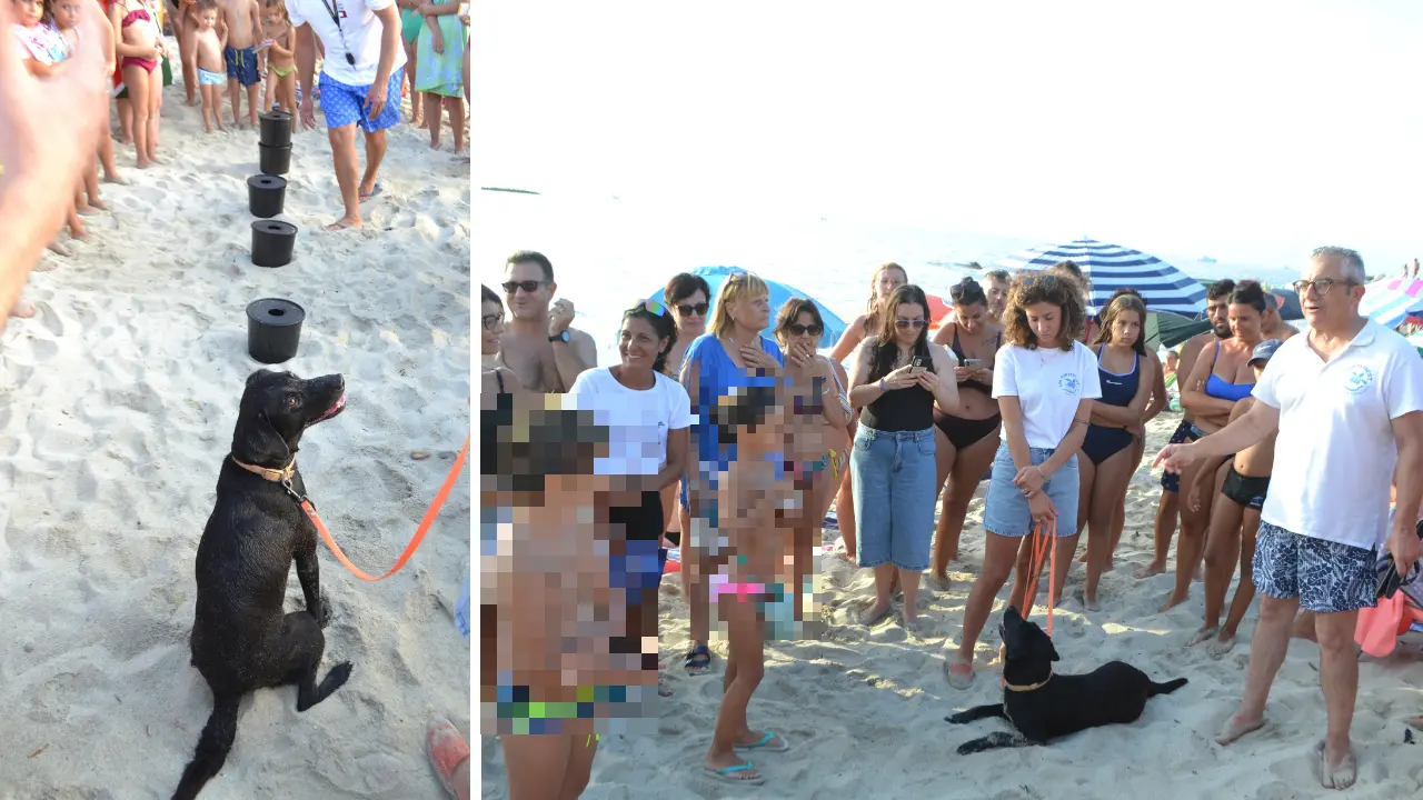 Ricadi, il fiuto di Rebi per scovare (e salvare) i nidi delle tartarughe: sulla spiaggia di Formicoli entrano in azione le unità cinofile Tartadog\n