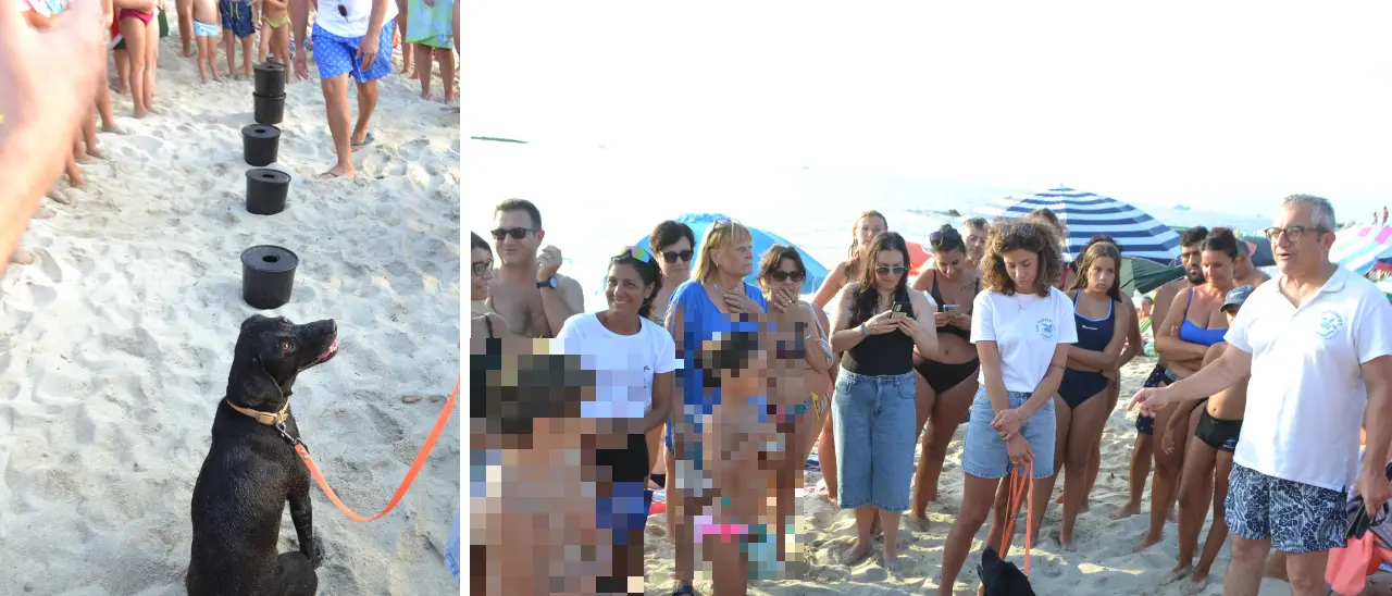 Ricadi, il fiuto di Rebi per scovare (e salvare) i nidi delle tartarughe: sulla spiaggia di Formicoli entrano in azione le unità cinofile Tartadog\n