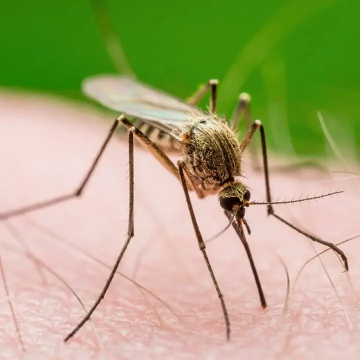 West Nile nei comuni di Satriano, Montepaone e Sellia Marina: scatta l’ordinanza del sindaco Fiorita\n