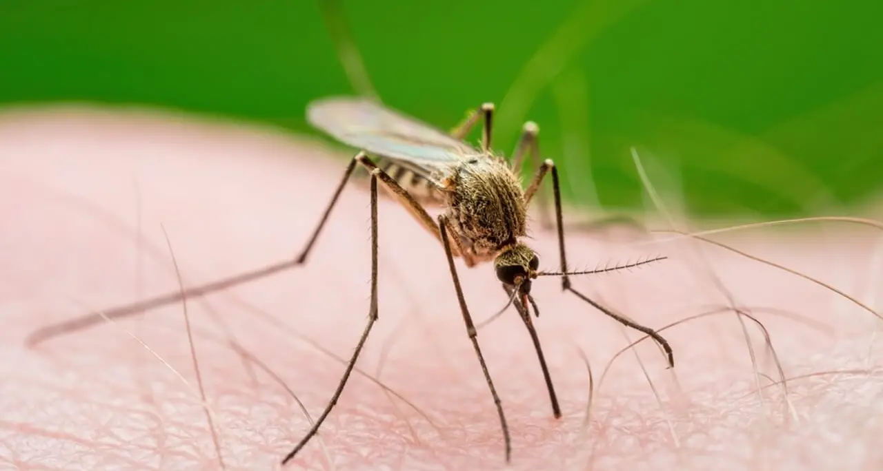 West Nile nei comuni di Satriano, Montepaone e Sellia Marina: scatta l’ordinanza del sindaco Fiorita\n