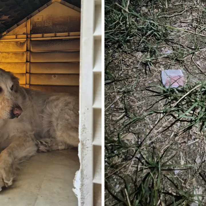 Tropea, ancora bocconi avvelenati nel giardino di casa: «Dopo tre giorni hanno cercato di nuovo di ammazzare il mio cane»\n