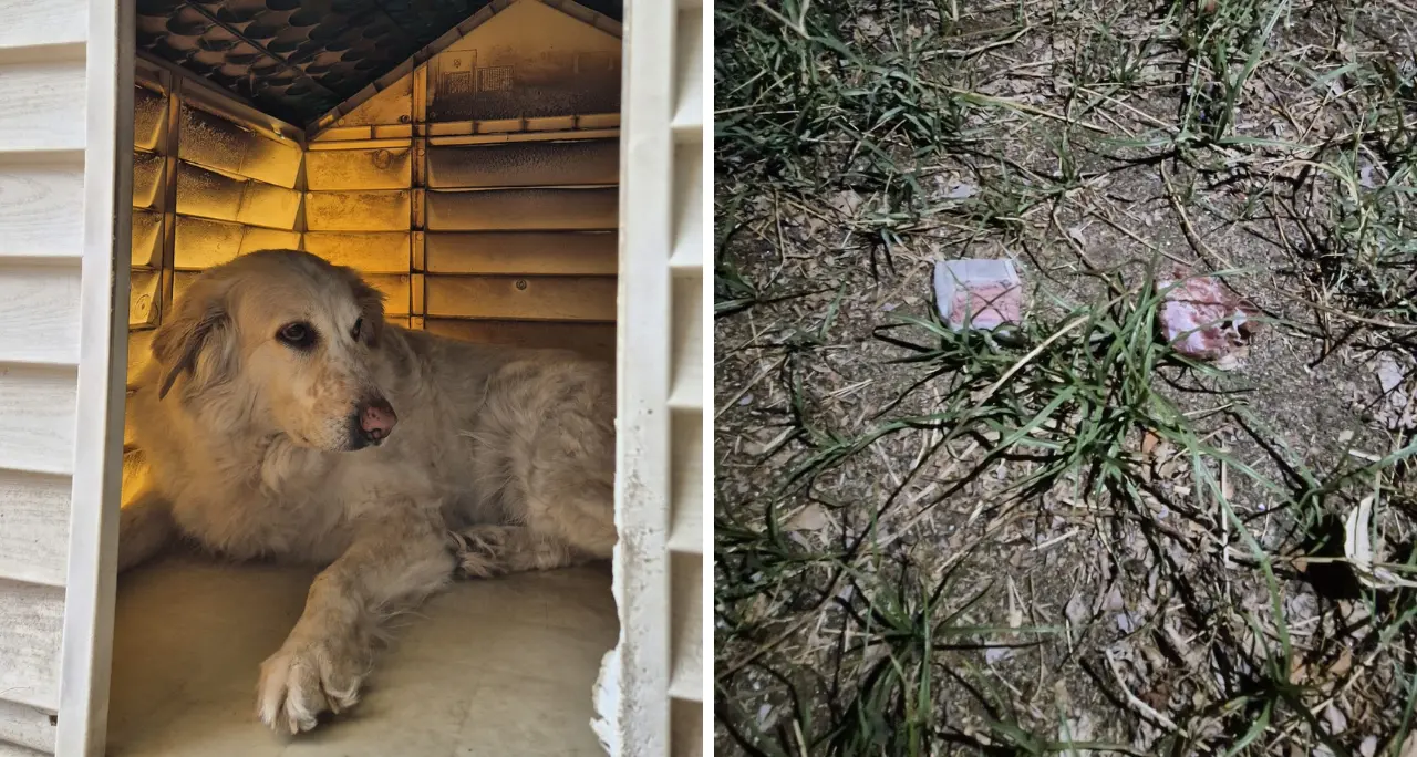 Tropea, ancora bocconi avvelenati nel giardino di casa: «Dopo tre giorni hanno cercato di nuovo di ammazzare il mio cane»\n