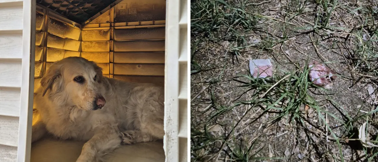 Tropea, ancora bocconi avvelenati nel giardino di casa: «Dopo tre giorni hanno cercato di nuovo di ammazzare il mio cane»\n
