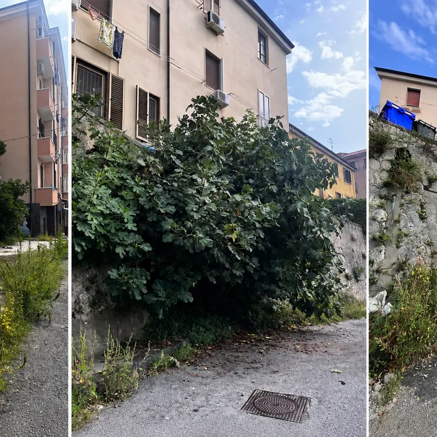 Verde urbano, Veraldi attacca il Comune: «Gestione diventata un’emergenza»\n